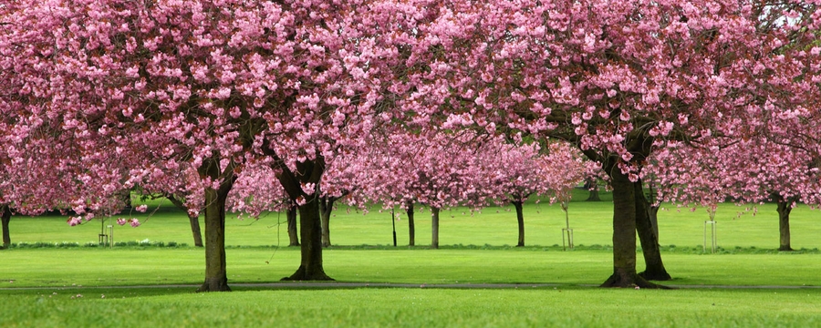 Sakura trees